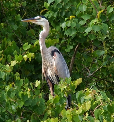 [The left side of a heron's body is visible except for the lower portion of its legs. It is completely surrounded by leaves as well as leaves in front of its legs.]